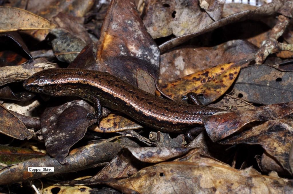 A small Copper Skink with dark, glossy scales blends into a background of dry, brown and yellow leaves on the forest floor.