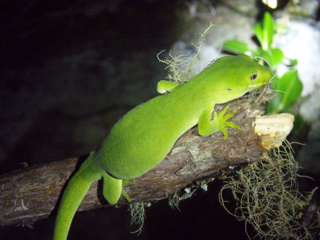 A bright green Elegant gecko clings to a tree branch, surrounded by moss and illuminated against a dark background. Its head is turned slightly, and its tail is elegantly curved around the branch.