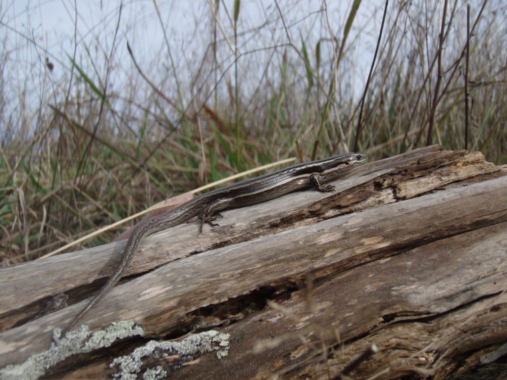 A slender Moko skink with striped markings lies on a weathered log. The background features tall, dry grasses and a hint of a cloudy sky, creating a natural, earthy scene.