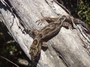 A brown Pacific gecko with mottled patterns blends into the texture of a dry, gray branch. The sunlight highlights its camouflage against the wood, showing the geckos detail and colours. Surrounding foliage is blurred in the background.