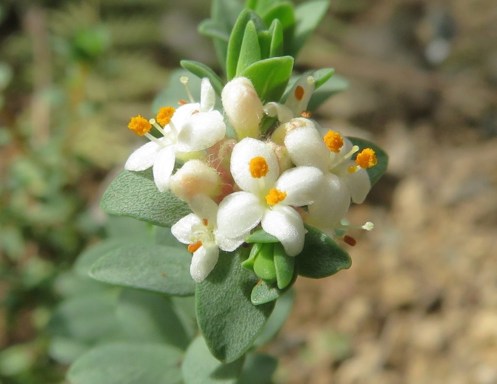 Close-up of a small cluster of white flowers with orange centers and green leaves in a natural outdoor setting.