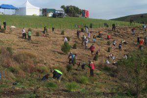 A large group of people planting trees on a slope.