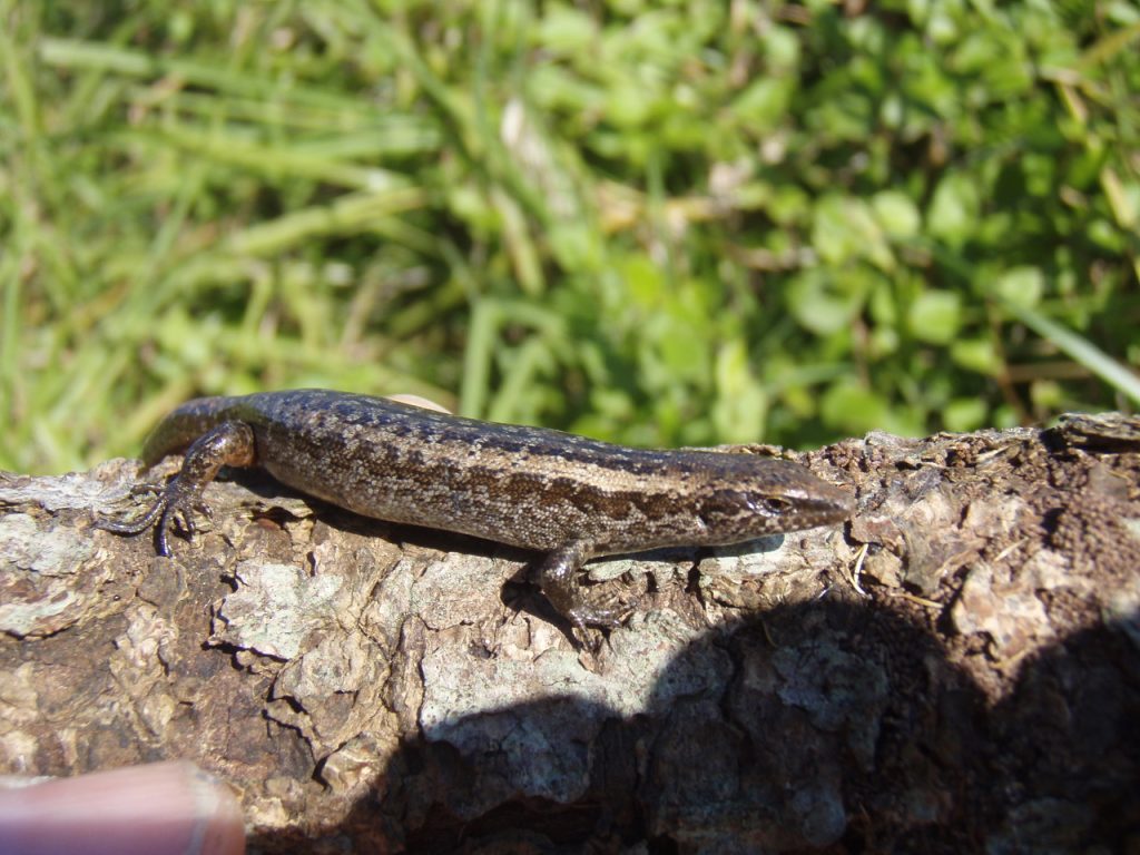 A small Shore skink with brown and black markings basks on a textured tree bark, with lush green grass in the blurred background.