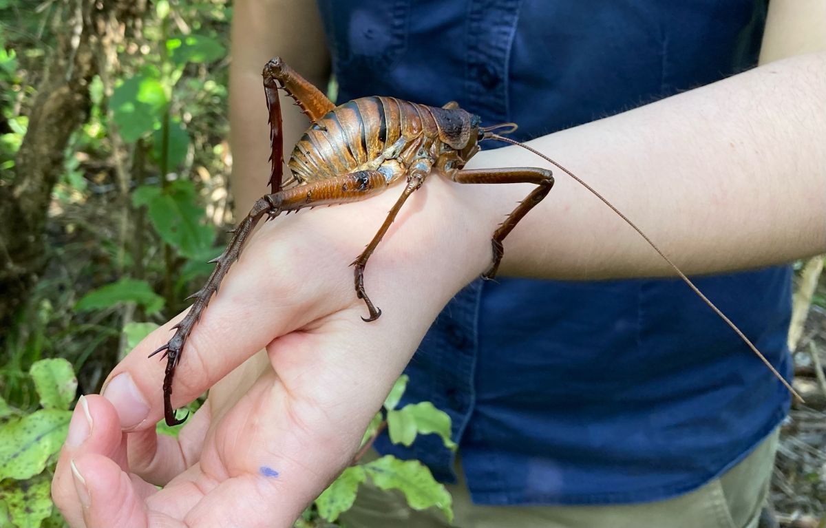 A close-up of a large adult wētāpunga on a person's wrist. The wētāpunga's legs extends from the person's thumb tip to their wrist.