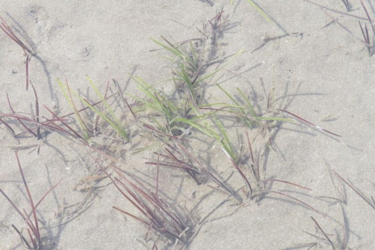 Long, strap-like, brown and green leaves growing on underwater sand.